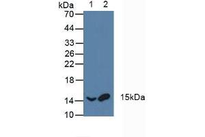 Figure. (AFT1 Antikörper  (AA 3-213))