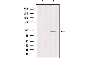 Western blot analysis of extracts from 293, using PRMT1 Antibody. (PRMT1 Antikörper  (C-Term))