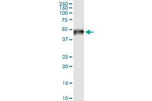 Immunoprecipitation of PVRL1 transfected lysate using anti-PVRL1 MaxPab rabbit polyclonal antibody and Protein A Magnetic Bead , and immunoblotted with PVRL1 MaxPab mouse polyclonal antibody (B01) . (PVRL1 Antikörper  (AA 1-352))