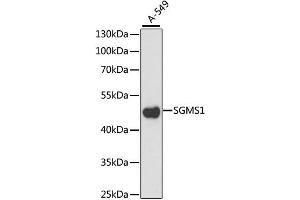 Western blot analysis of extracts of A-549 cells, using SGMS1 antibody. (Sphingomyelin Synthase 1 Antikörper)