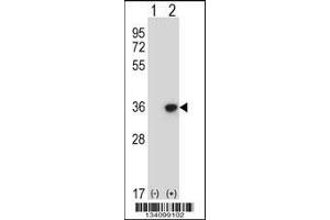 Western blot analysis of DLX4 using rabbit polyclonal DLX4 Antibody using 293 cell lysates (2 ug/lane) either nontransfected (Lane 1) or transiently transfected (Lane 2) with the DLX4 gene. (DLX4 Antikörper  (AA 72-100))