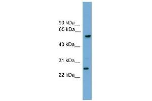 GZMA antibody used at 0. (GZMA Antikörper  (C-Term))