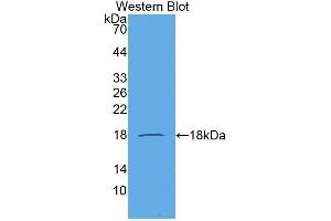 Western Blotting (WB) image for anti-Chemokine (C-C Motif) Ligand 21 (CCL21) (AA 24-134) antibody (ABIN1174791) (CCL21 Antikörper  (AA 24-134))