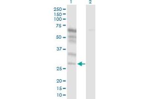 Western Blot analysis of NETO2 expression in transfected 293T cell line by NETO2 MaxPab polyclonal antibody. (NETO2 Antikörper  (AA 1-148))