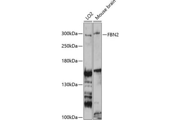 Fibrillin 2 Antikörper  (AA 2733-2912)