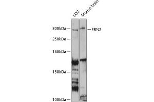 Western blot analysis of extracts of various cell lines, using FBN2 antibody (ABIN6127923, ABIN6140499, ABIN6140500 and ABIN6225001) at 1:3000 dilution. (Fibrillin 2 Antikörper  (AA 2733-2912))