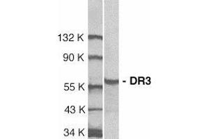 Western blot analysis of DR3 in Jurkat total cell lysate with AP30298PU-N DR3 antibody at 1/1000 dilution. (DR3/LARD Antikörper  (N-Term))