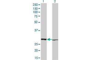 Western Blot analysis of HMGB1 expression in transfected 293T cell line by HMGB1 monoclonal antibody (M05), clone 1D10. (HMGB1 Antikörper  (AA 1-215))