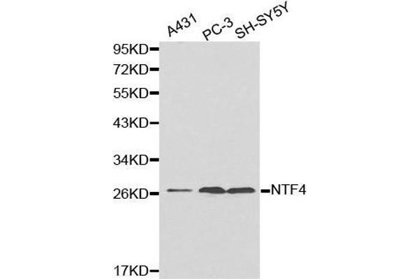 Neurotrophin 4 anticorps  (AA 25-210)