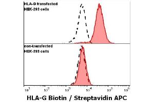 anti-HLA Class I Histocompatibility Antigen, alpha Chain G (HLAG) (C-Term) antibody (Biotin)