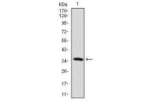 Image no. 1 for anti-Microtubule-Associated Protein 2 (MAP2) antibody (ABIN1491246) (MAP2 Antikörper)