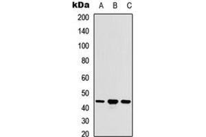 Western blot analysis of ACOT9 expression in HEK293T (A), Raw264.