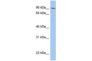 WB Suggested Anti-LRRC33 Antibody Titration: 0. (LRRC33 Antikörper  (N-Term))