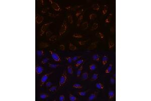 Immunofluorescence (IF) image for anti-Dihydrolipoamide Dehydrogenase (DLD) antibody (ABIN7266766)