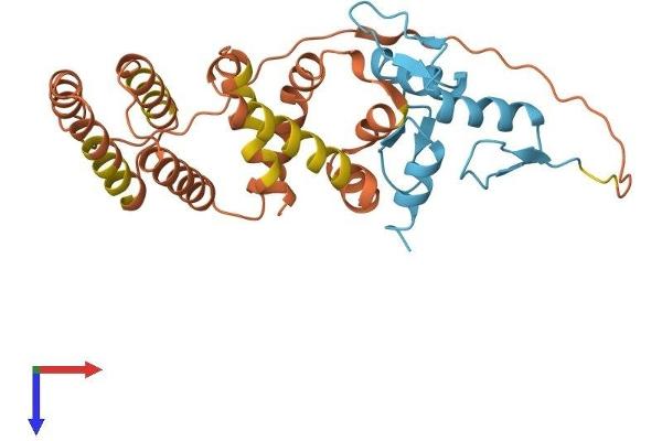KLF7 Protein (AA 1-302) (His tag)