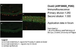 Image no. 2 for anti-Ovo-Like 2 (OVOL2) (Middle Region) antibody (ABIN405245) (OVOL2 Antikörper  (Middle Region))