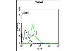 C19orf18 Antibody (Center) (ABIN653783 and ABIN2843070) flow cytometric analysis of Ramos cells (right histogram) compared to a negative control cell (left histogram). (C19orf18 Antikörper  (AA 140-168))