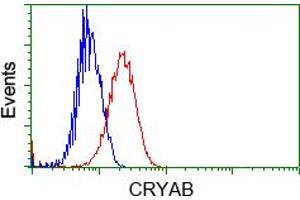 HEK293T cells transfected with either pCMV6-ENTRY CRYAB (RC202718) (Red) or empty vector control plasmid (Blue) were immunostained with anti-CRYAB mouse monoclonal (ABIN2452921, Dilution 1:1,000), and then analyzed by flow cytometry. (CRYAB Antikörper)