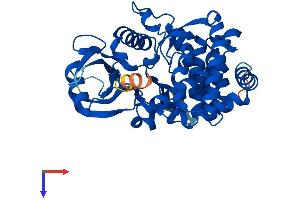 AGPHD1 Protein (AA 1-373) (His tag)