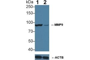 Knockout Varification: Lane 1: Wild-type HepG2 cell lysate, Lane 2: MMP9 knockout HepG2 cell lysate, Predicted MW: 76 kDa Observed MW: 90 kDa Primary Ab: 3 μg/mL Mouse Anti-Human MMP9 Antibody Second Ab: 0.