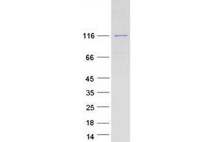 Validation with Western Blot (RBM19 Protein (Myc-DYKDDDDK Tag))