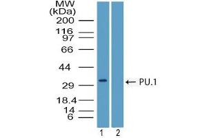 Image no. 1 for anti-Spleen Focus Forming Virus (SFFV) Proviral Integration Oncogene Spi1 (SPI1) (AA 20-70) antibody (ABIN960355) (SPI1 Antikörper  (AA 20-70))