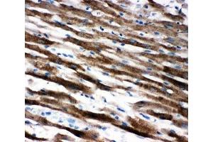 IHC-P: Apoptosis-Inducing Factor antibody testing of rat heart tissue (AIF Antikörper  (C-Term))