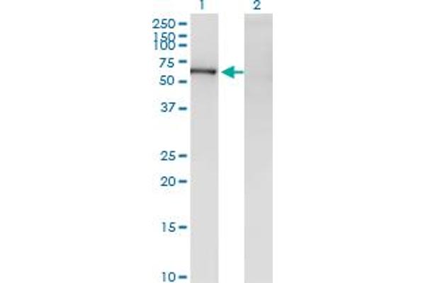 ZNF192 Antikörper  (AA 1-90)