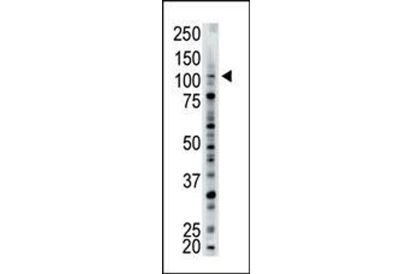 USP15 Antikörper  (N-Term)