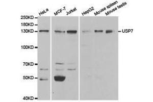 Western Blotting (WB) image for anti-Ubiquitin Specific Peptidase 7 (Herpes Virus-Associated) (USP7) antibody (ABIN1875302) (USP7 Antikörper)