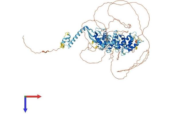 DEPDC1 Protein (AA 1-804) (His tag)