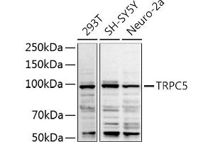 Western blot analysis of extracts of various cell lines, using TRPC5 antibody (ABIN6128835, ABIN6149578, ABIN6149579 and ABIN6214219) at 1:1000 dilution. (TRPC5 Antikörper  (AA 764-973))
