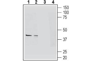 Western blot analysis of mouse colon lysates (lanes 1 and 3) and mouse lung lysates (lanes 2 and 4):1-2. (HCAR2 Antikörper  (Extracellular))