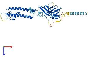 KCNJ15 Protein (AA 1-375) (His tag)