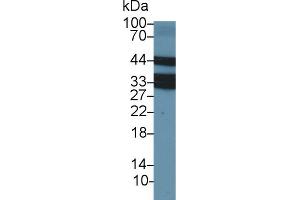 Western Blot; Sample: Bovine Thymus lysate; Primary Ab: 2µg/ml Rabbit Anti-Bovine LOX1 Antibody Second Ab: 0. (OLR1 Antikörper  (AA 57-270))
