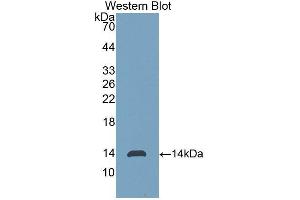 Western Blotting (WB) image for anti-Fibroblast Growth Factor 23 (FGF23) (AA 24-126) antibody (ABIN3207964) (FGF23 Antikörper  (AA 24-126))