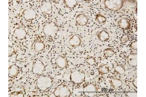 Image no. 1 for anti-Hairy/enhancer-of-Split Related with YRPW Motif-Like (HEYL) (AA 221-327) antibody (ABIN599209) (HEYL Antikörper  (AA 221-327))