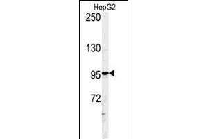 Western blot analysis of ATXN2L Antibody (C-term) (ABIN651376 and ABIN2840210) in HepG2 cell line lysates (35 μg/lane). (Ataxin 2-Like Antikörper  (C-Term))