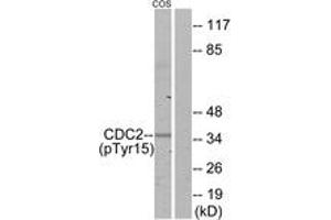 Western blot analysis of extracts from COS7 cells, using CDC2 (Phospho-Tyr15) Antibody. (CDK1 Antikörper  (pTyr15))