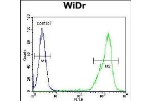 Z Antibody (N-term) (ABIN654759 and ABIN2844443) flow cytometric analysis of WiDr cells (right histogram) compared to a negative control cell (left histogram). (ZNF180 Antikörper  (N-Term))