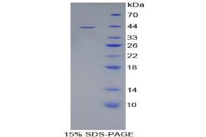 SDS-PAGE analysis of Glycophorin C Protein. (CD236/GYPC Protein)