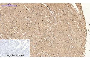 Immunohistochemical analysis of paraffin-embedded rat heart tissue. (Cyclin A Antikörper  (AA 190-270))
