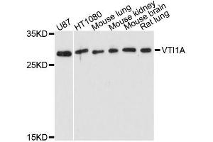 Western blot analysis of extracts of various cell lines, using VTI1A antibody. (VTI1A Antikörper  (AA 1-180))