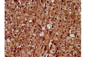 IHC image of ABIN7149870 diluted at 1:400 and staining in paraffin-embedded human adrenal gland tissue performed on a Leica BondTM system. (SAT2 Antikörper  (AA 1-170))