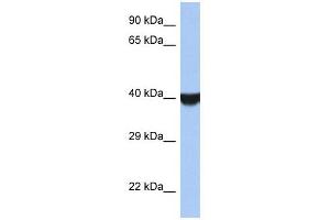 TMED8 antibody used at 1 ug/ml to detect target protein. (TMED8 Antikörper  (Middle Region))