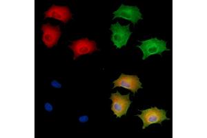 ABIN6261381 and ABIN6278681 staining  cells by IF/ICC. (DUSP14 Antikörper  (Internal Region))