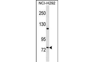 Western blot analysis in NCI-H292 cell line lysates (35ug/lane). (FERMT2 Antikörper  (C-Term))