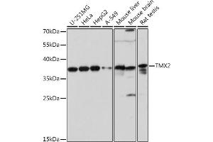 Western blot analysis of extracts of various cell lines, using TMX2 pAb (ABIN7270810) at 1:1000 dilution. (TMX2 Antikörper  (AA 128-296))