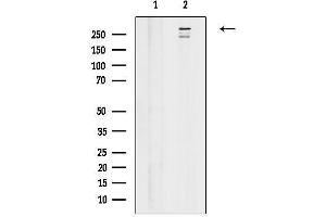 anti-Helicase with Zinc Finger 2, Transcriptional Coactivator (HELZ2) (C-Term) antibody