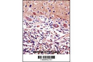 CDR2 Antibody immunohistochemistry analysis in formalin fixed and paraffin embedded human cerebellum tissue followed by peroxidase conjugation of the secondary antibody and DAB staining. (CDR2 Antikörper  (C-Term))